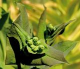 Bupleurum longifolium subspecies aureum