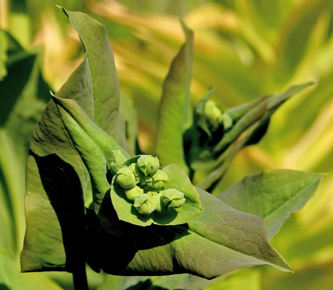 Изображение особи Bupleurum longifolium ssp. aureum.