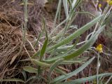 Ranunculus illyricus