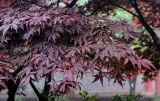 Acer palmatum