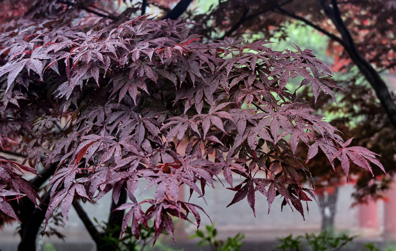 Изображение особи Acer palmatum.