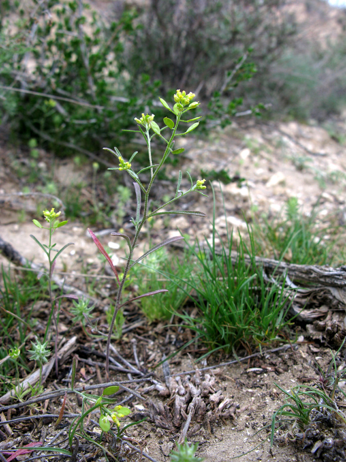 Image of Meniocus linifolius specimen.