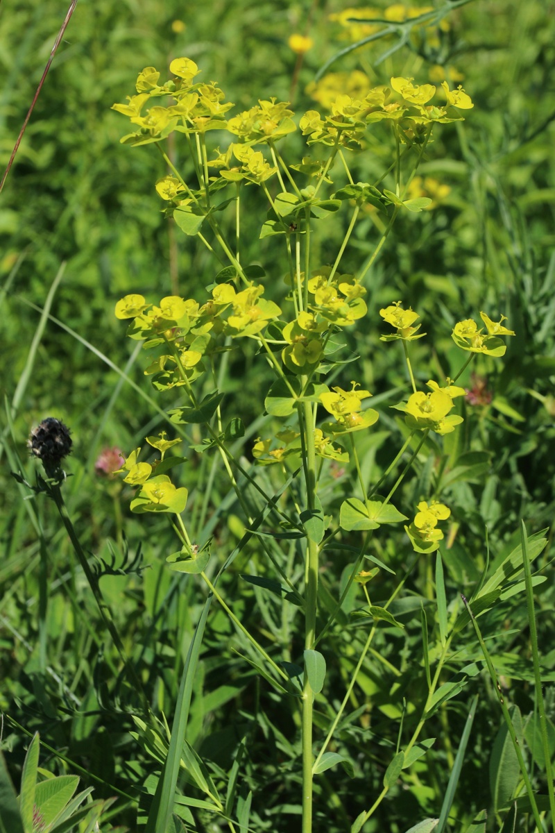 Image of Euphorbia virgata specimen.