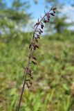 Epipactis atrorubens