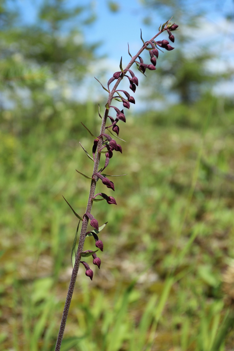 Изображение особи Epipactis atrorubens.