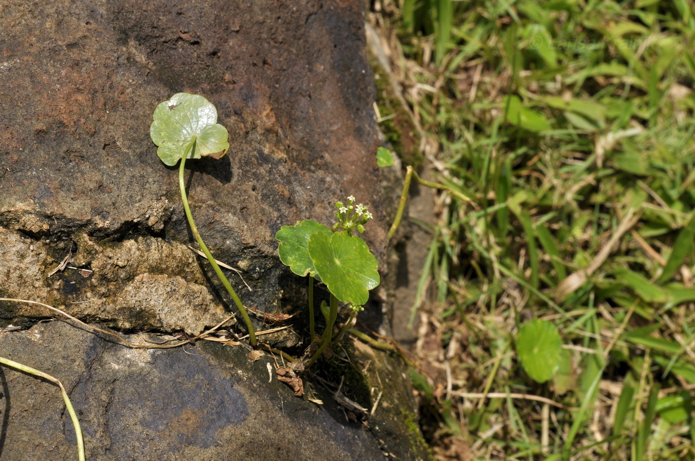 Изображение особи род Hydrocotyle.