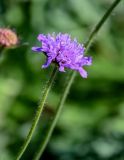 Knautia arvensis. Соцветие. Московская обл., окр. г. Железнодорожный, дол. р. Чёрная, окраина залежи. 26.08.2024.