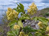 View full-size image Sambucus racemosa