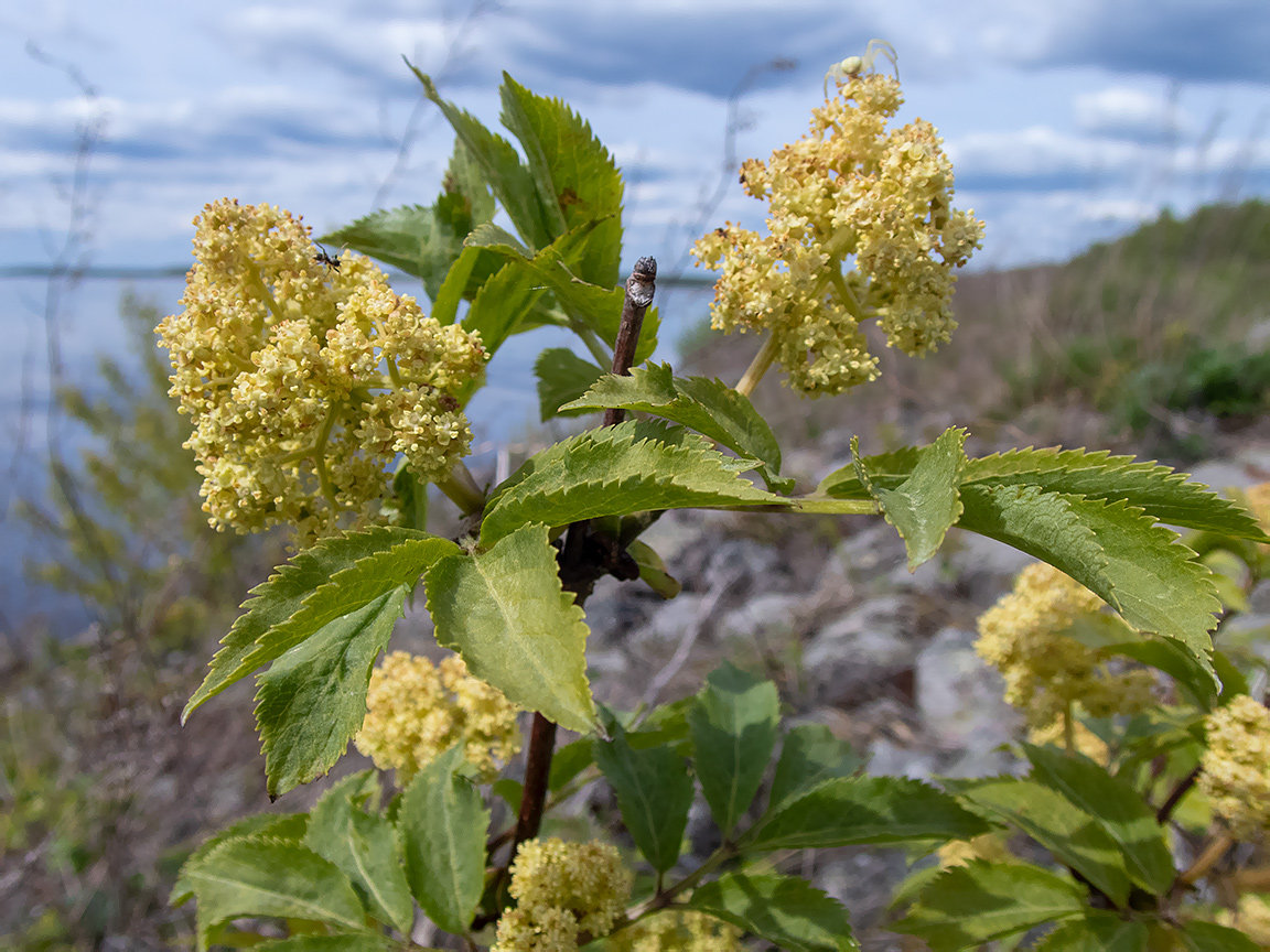 Image of Sambucus racemosa specimen.