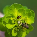 View full-size image Euphorbia helioscopia