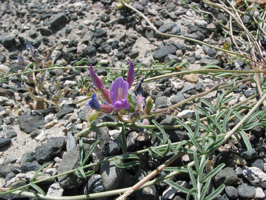 Image of Oxytropis prostrata specimen.