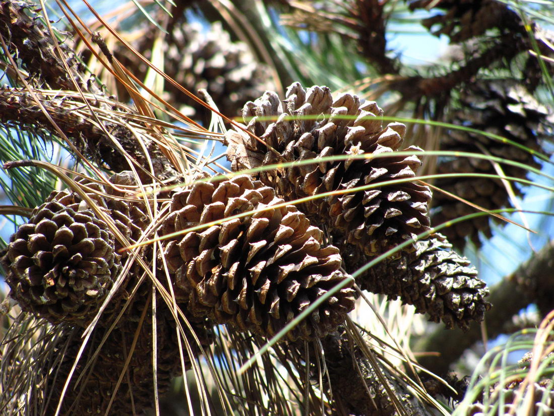 Image of genus Pinus specimen.