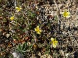 Смотреть изображение Helianthemum salicifolium