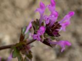 Смотреть изображение Lamium amplexicaule