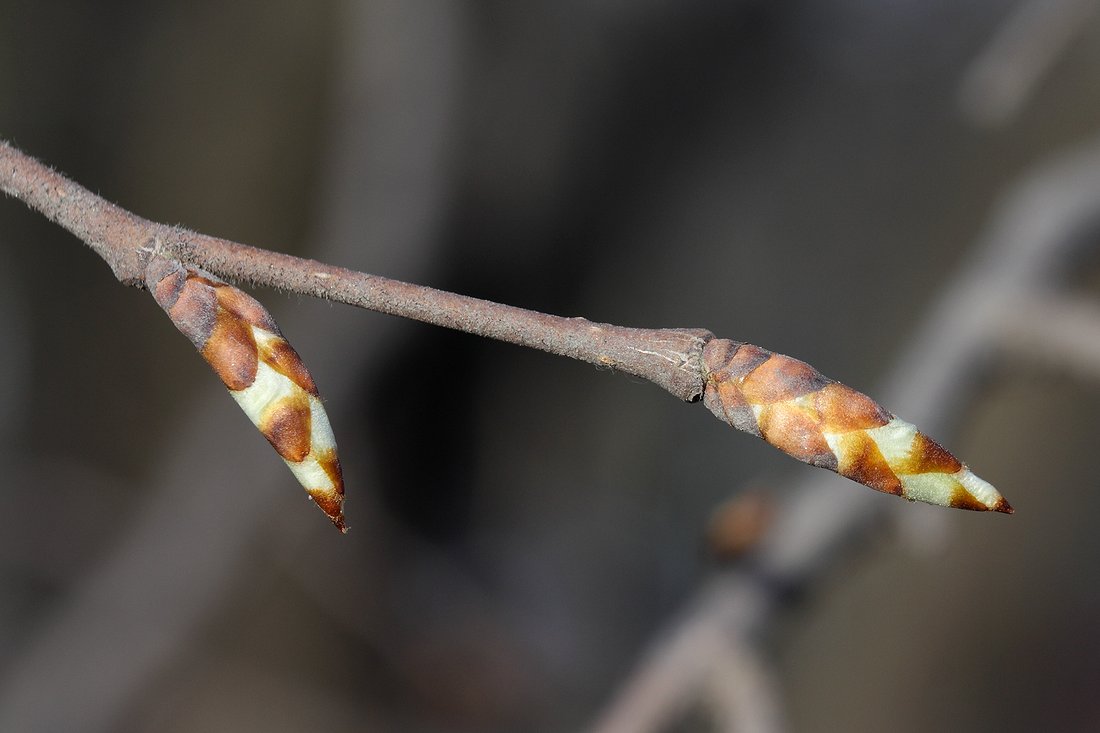 Изображение особи Ulmus laevis.