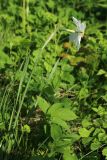 View full-size image Narcissus poeticus