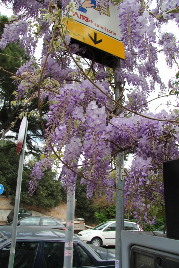 Image of Wisteria sinensis specimen.