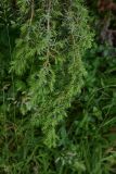 View full-size image genus Juniperus