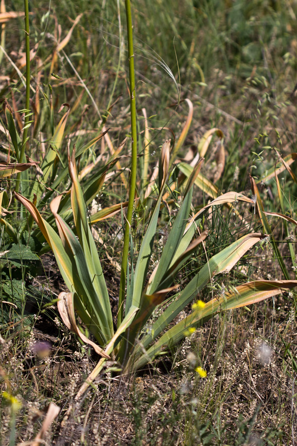 Image of Eremurus spectabilis specimen.