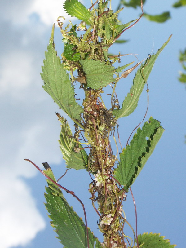 Изображение особи Cuscuta europaea.