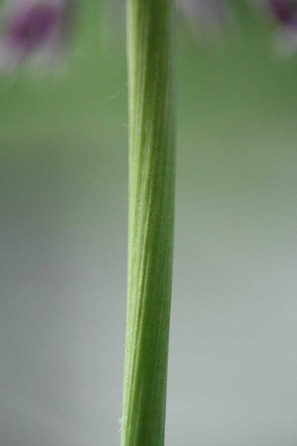 Image of Allium rosenorum specimen.