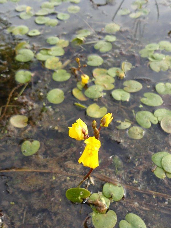 Image of Utricularia vulgaris specimen.