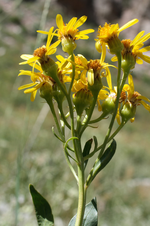 Image of Senecio racemulifer specimen.