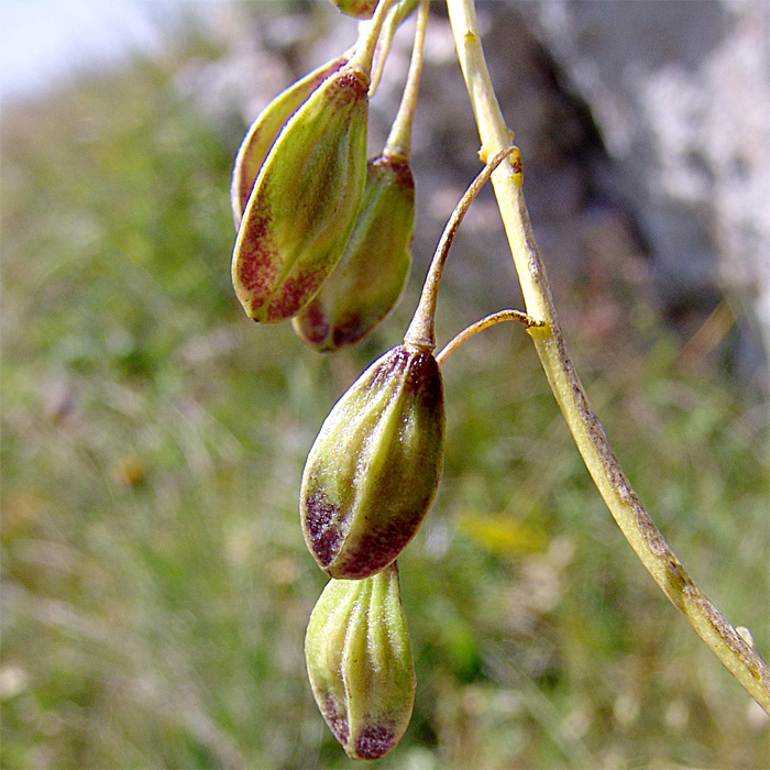 Image of Isatis caucasica specimen.