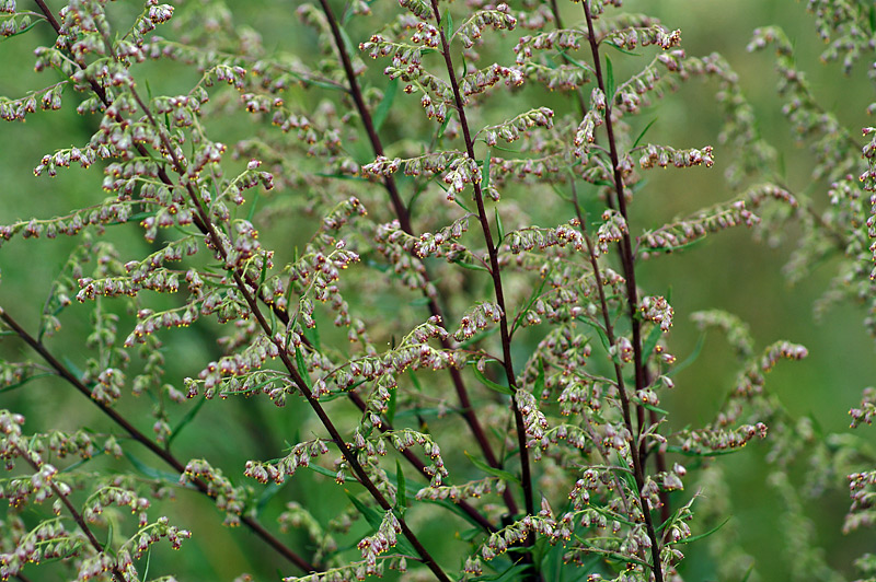 Изображение особи Artemisia vulgaris.