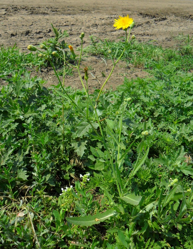 Image of Sonchus arvensis ssp. uliginosus specimen.