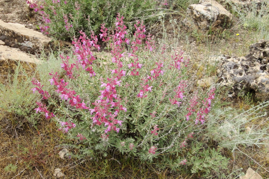 Image of Salvia hydrangea specimen.