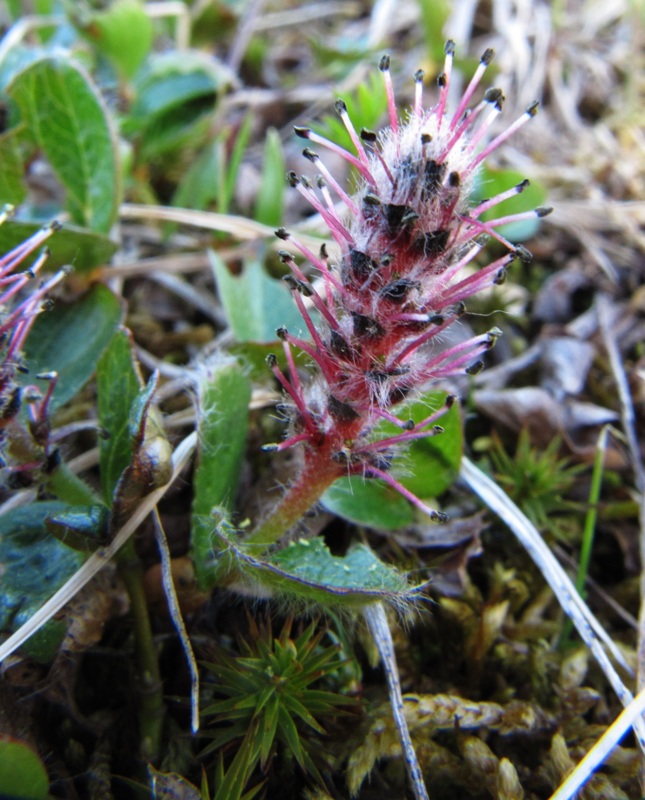 Image of Salix polaris specimen.