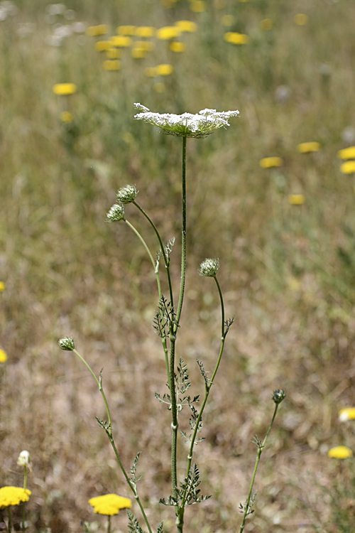 Image of Daucus carota specimen.