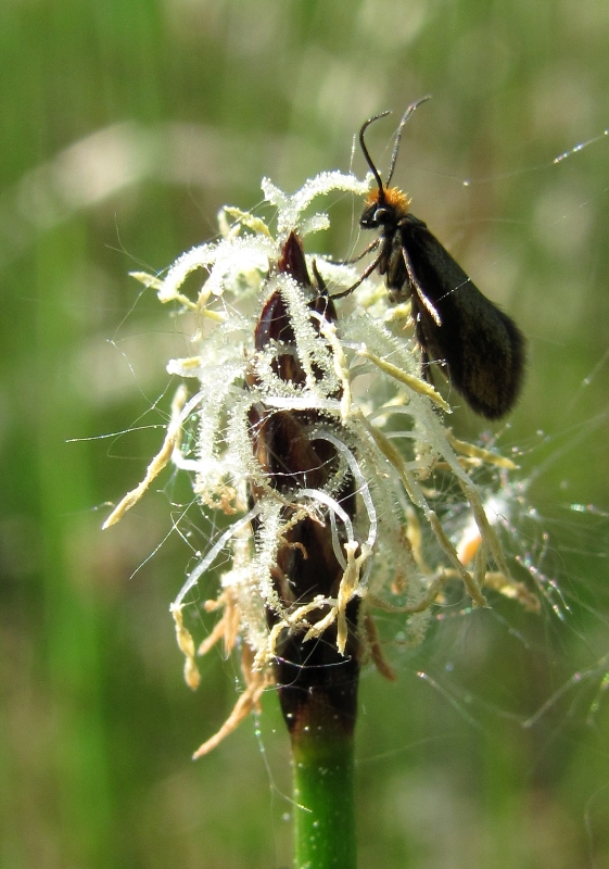 Image of Eleocharis palustris specimen.