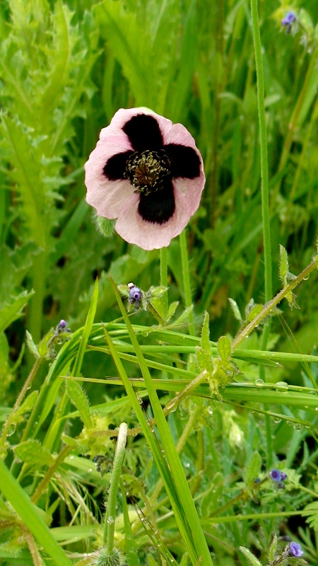 Image of genus Papaver specimen.