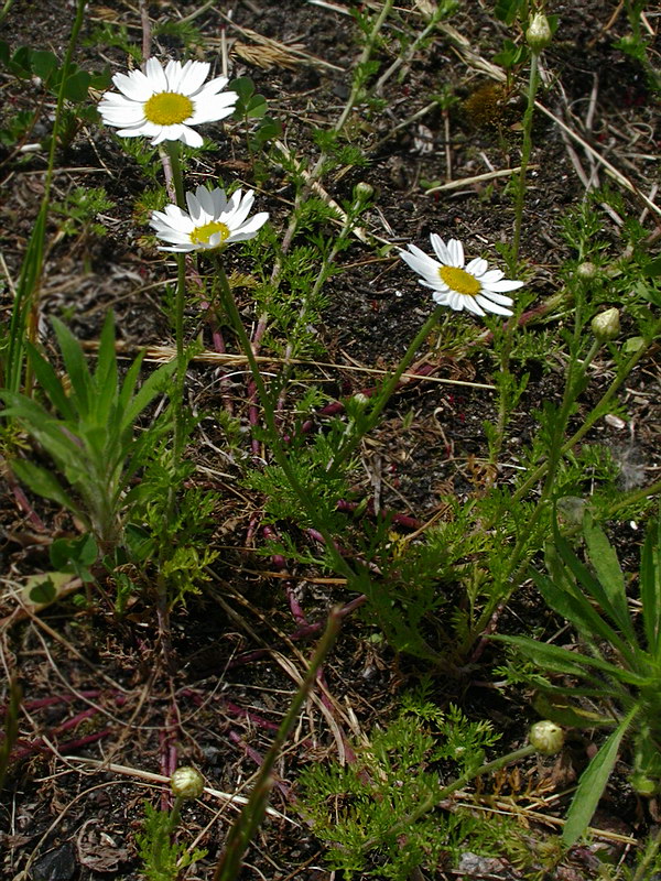 Image of Anthemis arvensis specimen.