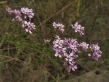 Iberis linifolia. Верхушки побегов с соцветиями. Испания, Каталония, провинция Girona, Costa Brava, Sant Feliu de Guíxols, у обочины дороги. 23 октября 2008 г.