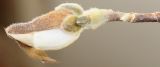 Magnolia stellata. Раскрывающаяяся цветочная почка. Германия, г. Кемпен, в культуре. 22.03.2012.