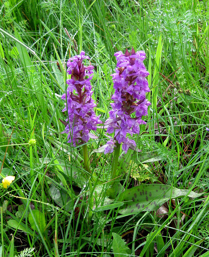 Image of Dactylorhiza majalis specimen.