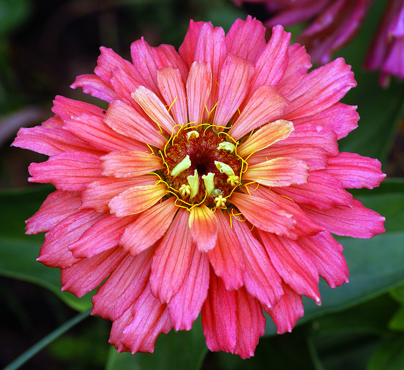 Image of Zinnia elegans specimen.