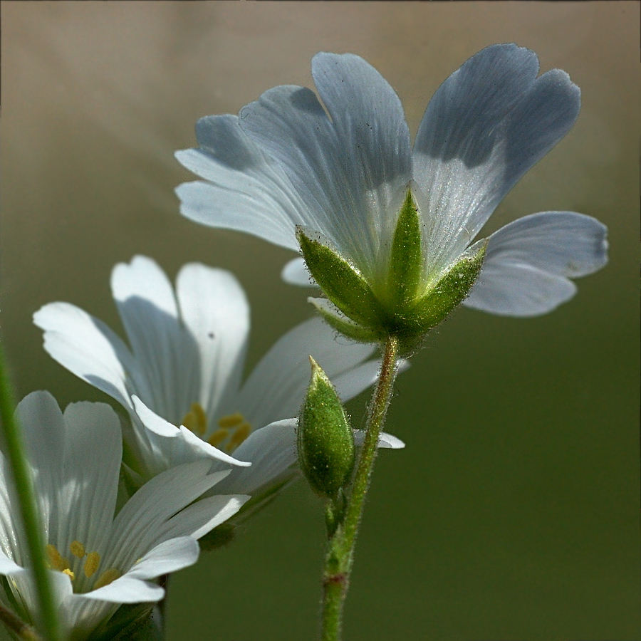 Image of Cerastium arvense specimen.