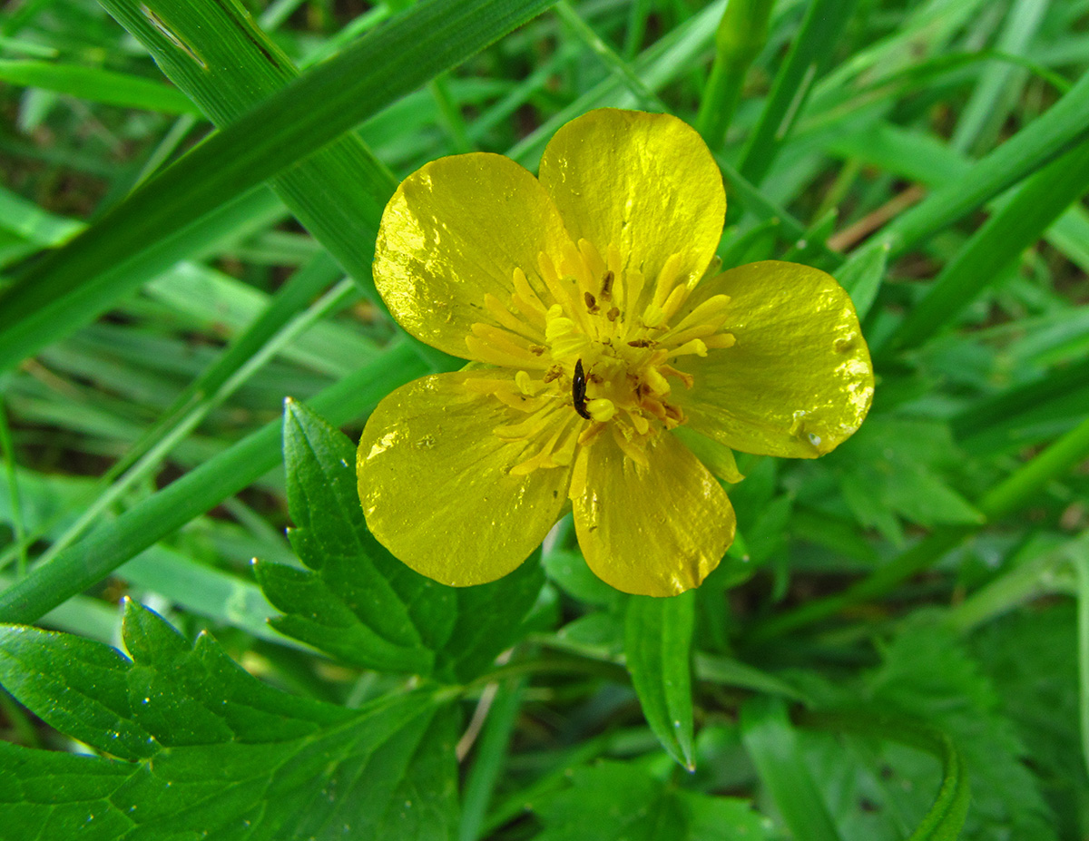 Image of Ranunculus repens specimen.