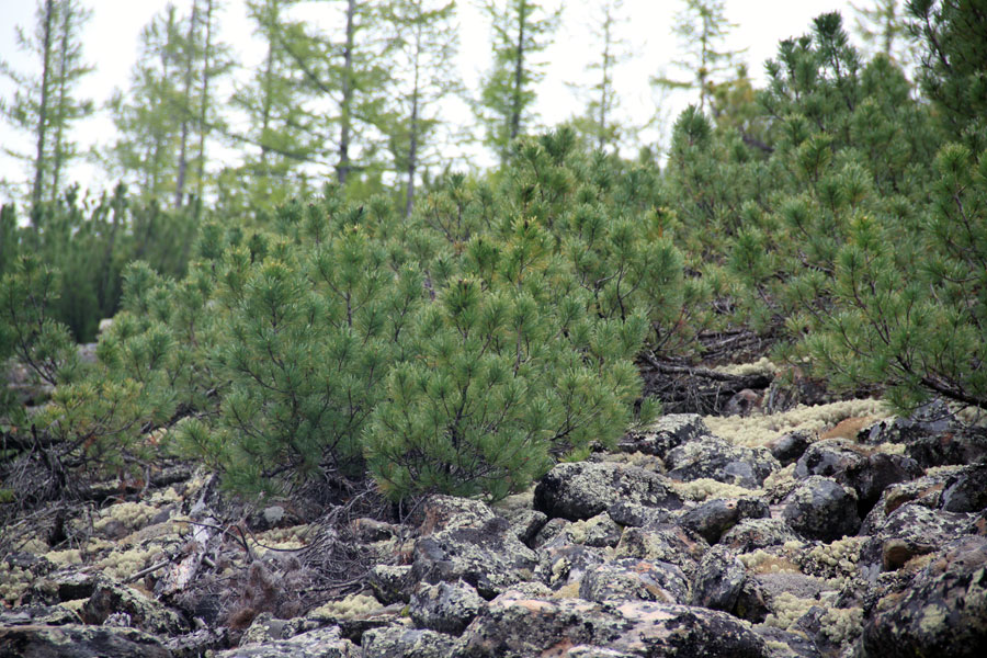 Изображение особи Pinus pumila.