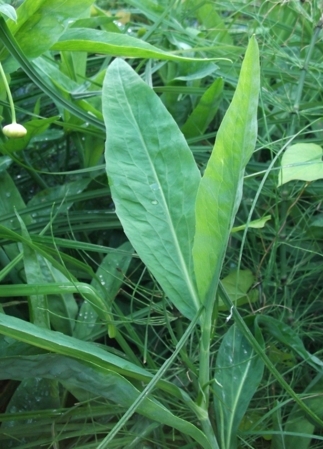 Image of Ranunculus lingua specimen.