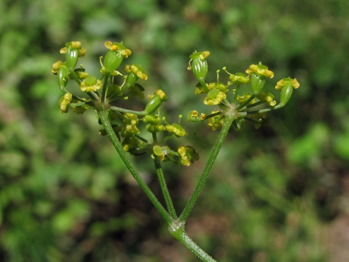 Image of Pastinaca umbrosa specimen.