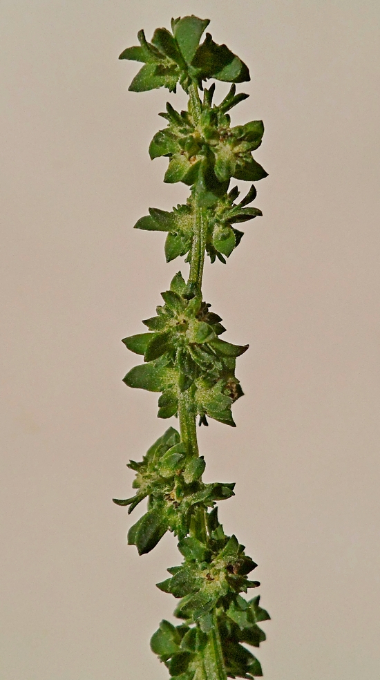 Image of Atriplex patula specimen.