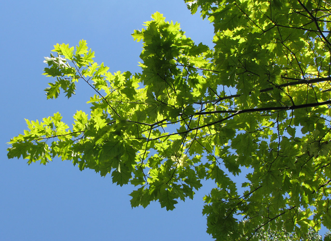 Image of Quercus rubra specimen.