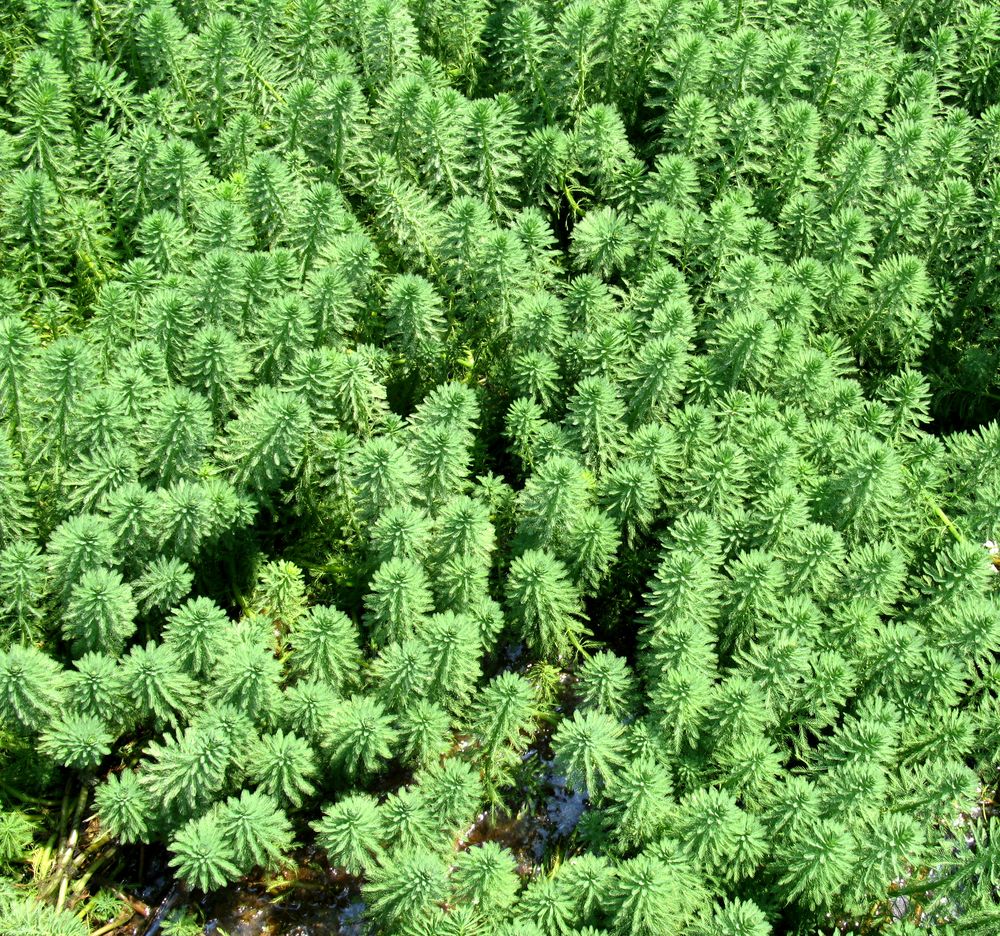 Изображение особи Myriophyllum aquaticum.