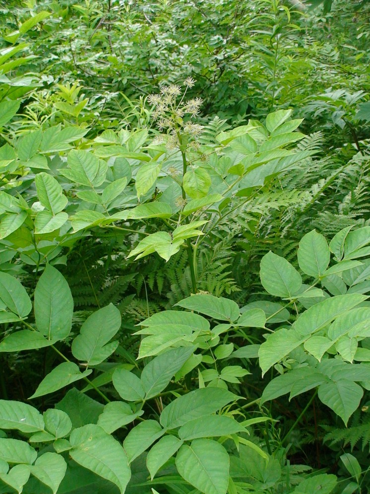 Image of Aralia cordata specimen.