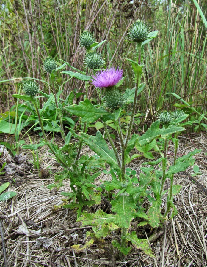 Изображение особи Cirsium vulgare.